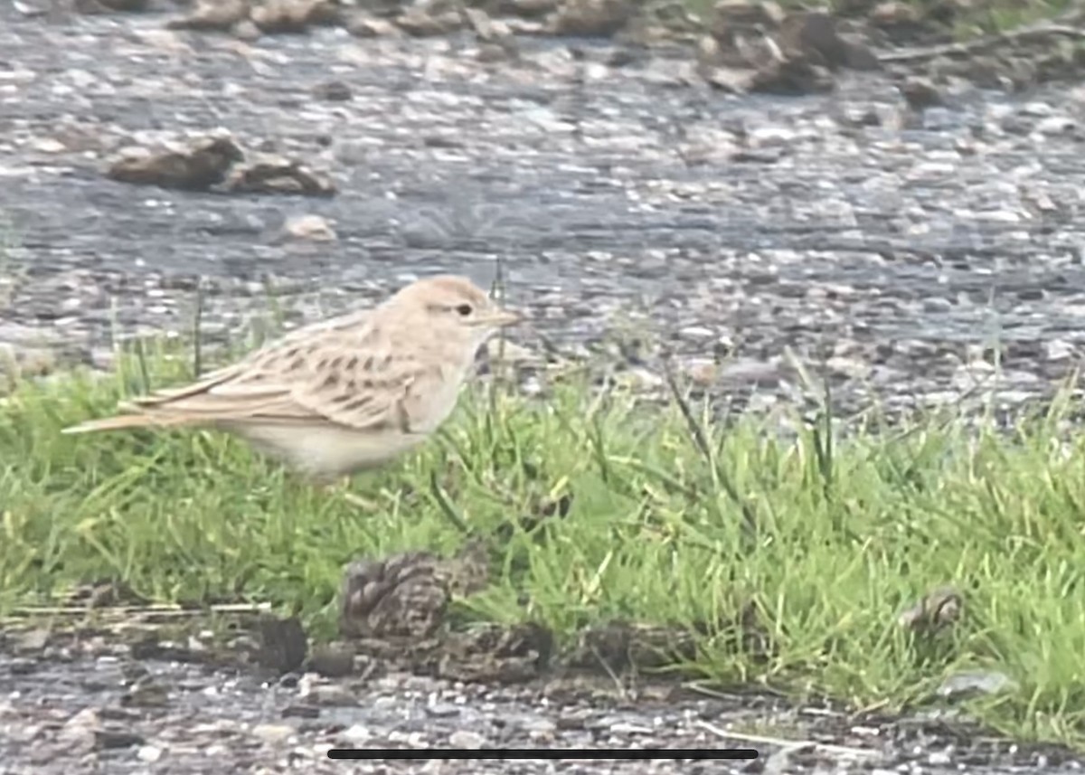 Greater Short-toed Lark - ML622289983