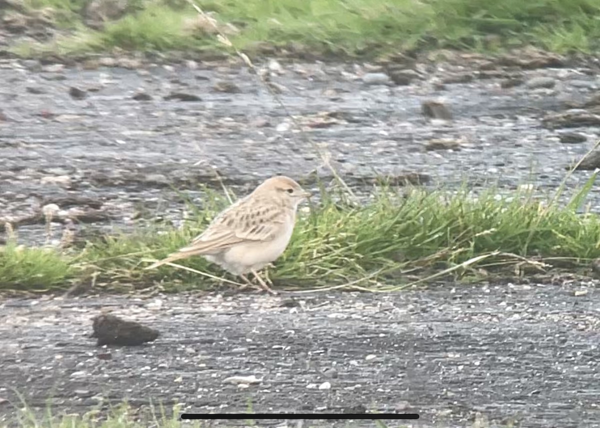 Greater Short-toed Lark - ML622289984