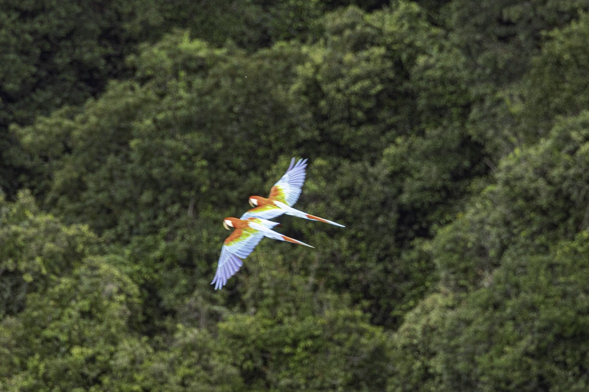 Scarlet Macaw - ML622290020