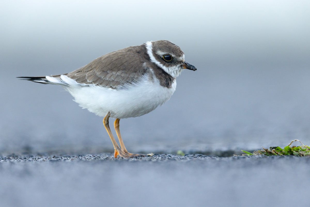 Semipalmated Plover - ML622290031