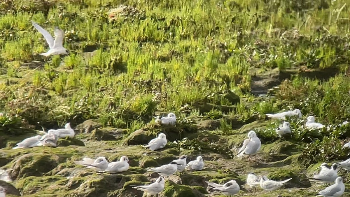 Forster's Tern - ML622290033