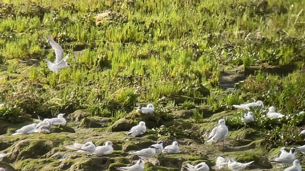 Forster's Tern - ML622290034