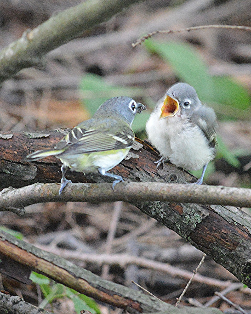 eremittvireo - ML622290038