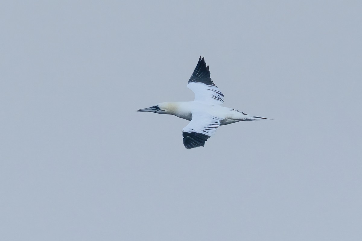Northern Gannet - ML622290039