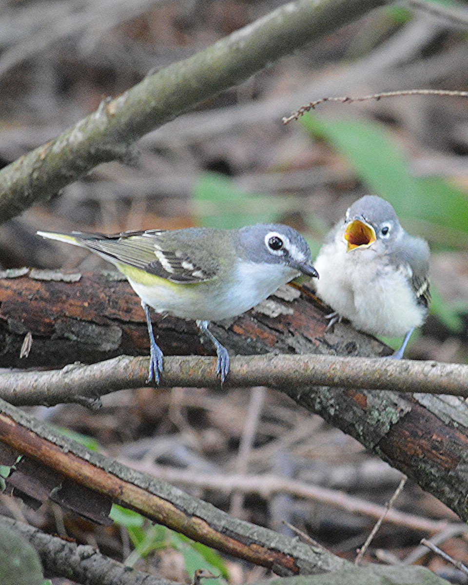 eremittvireo - ML622290040