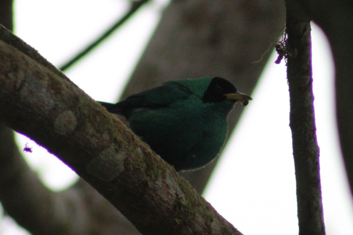 Green Honeycreeper - ML622290116