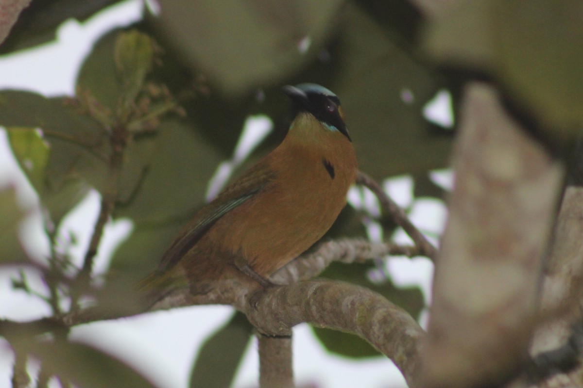 Whooping Motmot - ML622290148