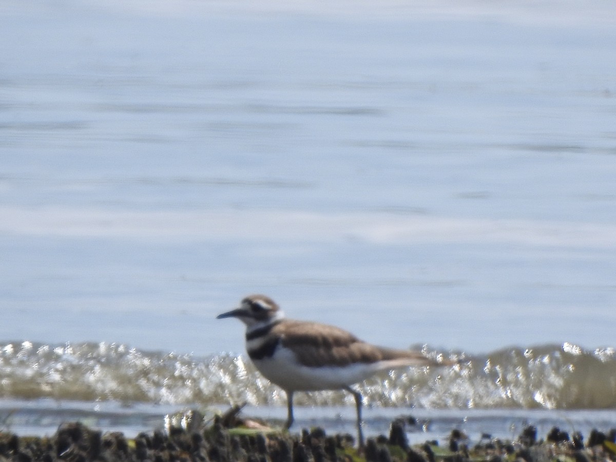 Killdeer - Rejean Brouillard