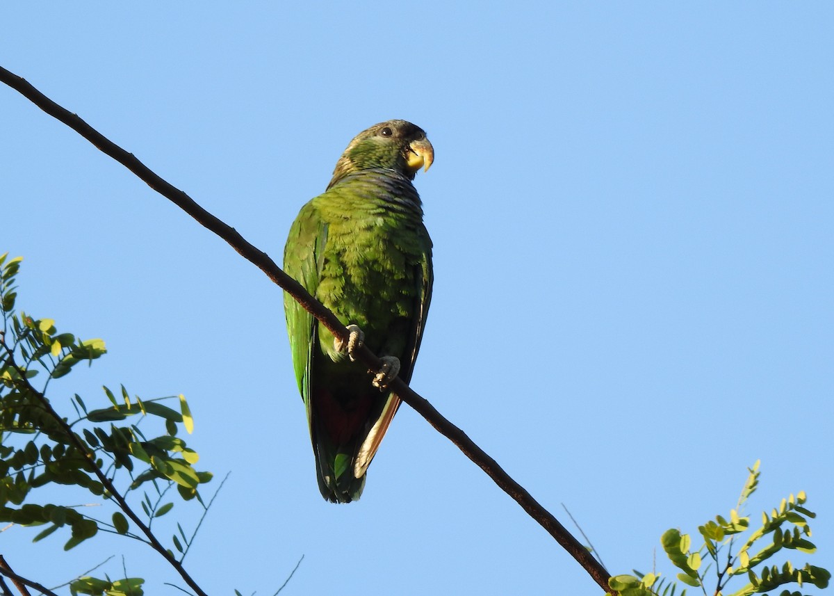 Scaly-headed Parrot - ML622290175