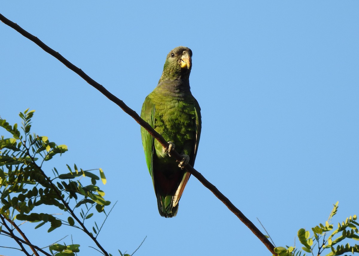 Scaly-headed Parrot - Carlos Otávio Gussoni