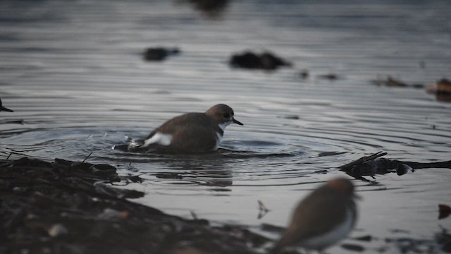 Two-banded Plover - ML622290178