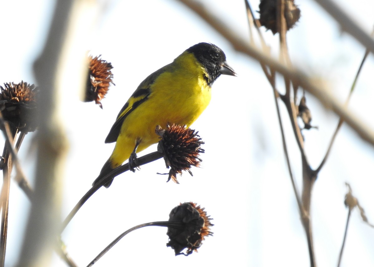 Hooded Siskin - ML622290180