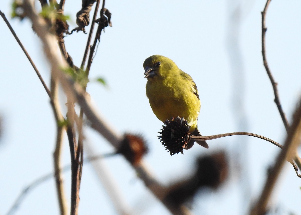 Hooded Siskin - ML622290181