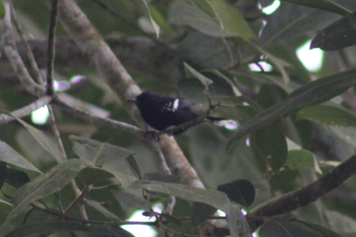 Dot-winged Antwren - David Weaver