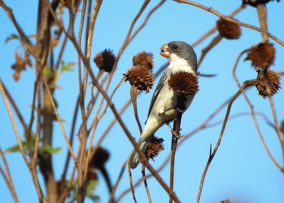 White-bellied Seedeater - ML622290191