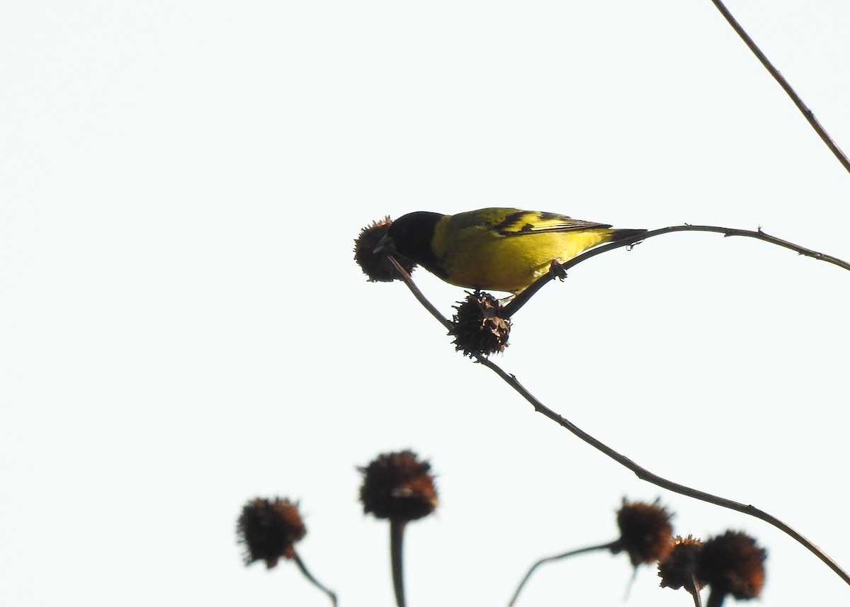 Hooded Siskin - ML622290196