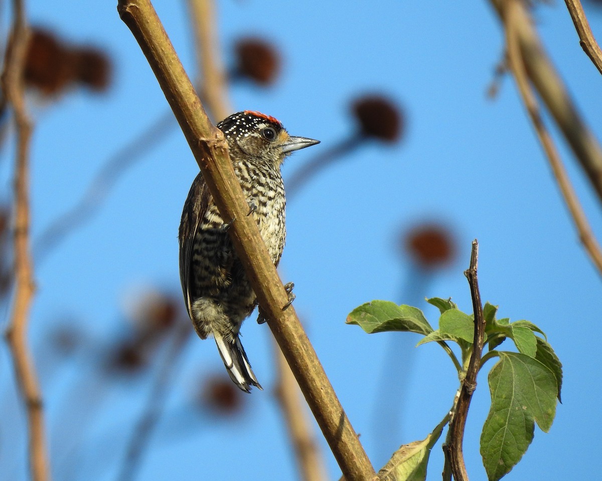 White-wedged Piculet - ML622290197