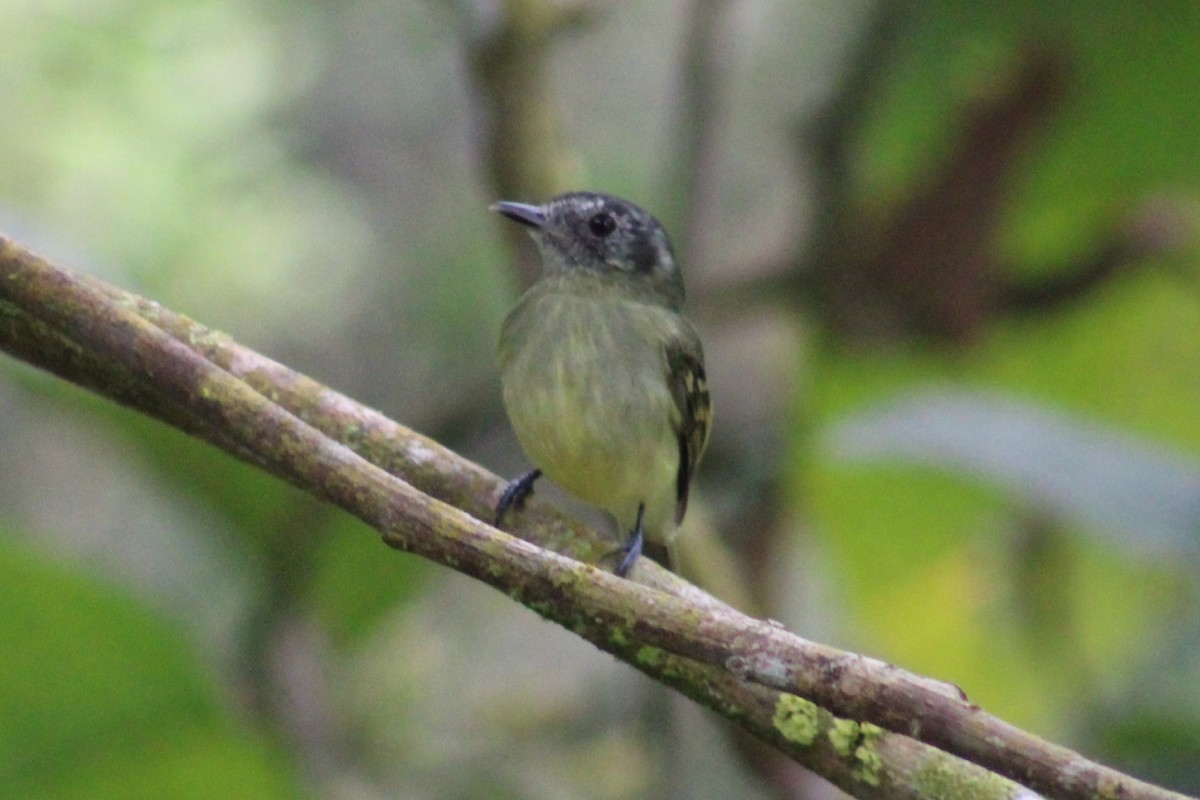 Slaty-capped Flycatcher - ML622290202