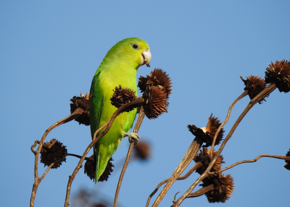 Cobalt-rumped Parrotlet - ML622290203