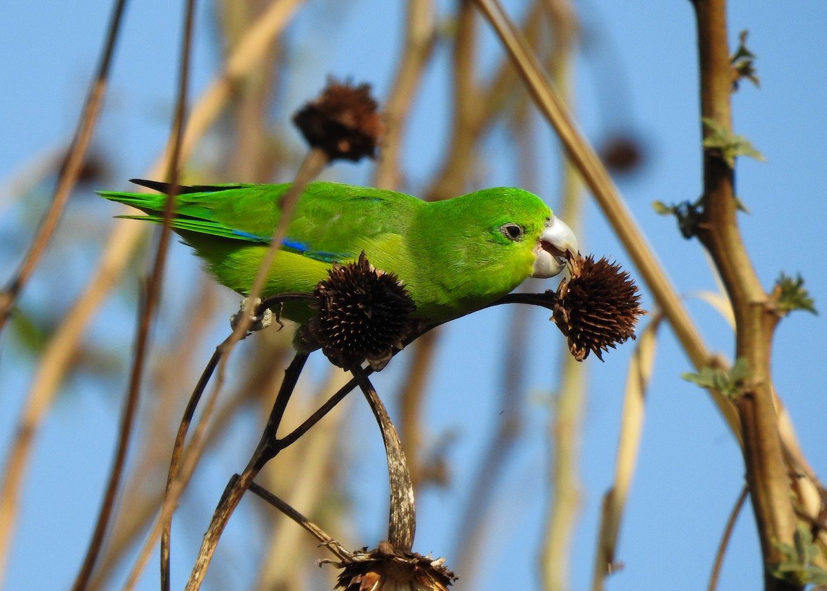 Cobalt-rumped Parrotlet - ML622290204