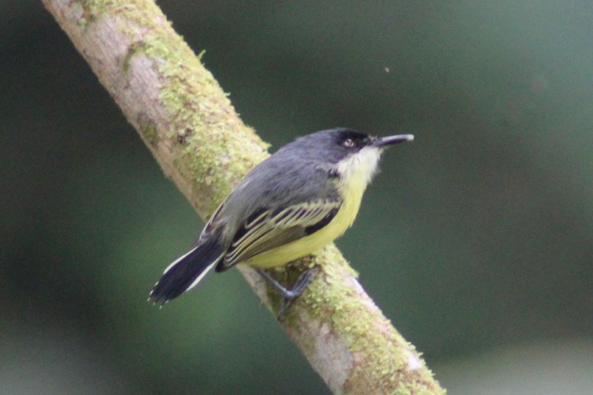 Common Tody-Flycatcher - David Weaver