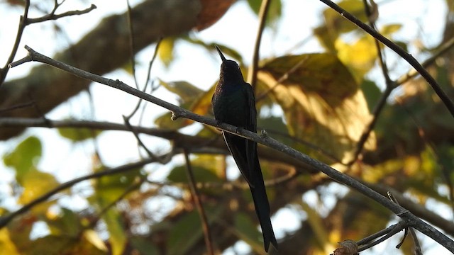 Swallow-tailed Hummingbird - ML622290212