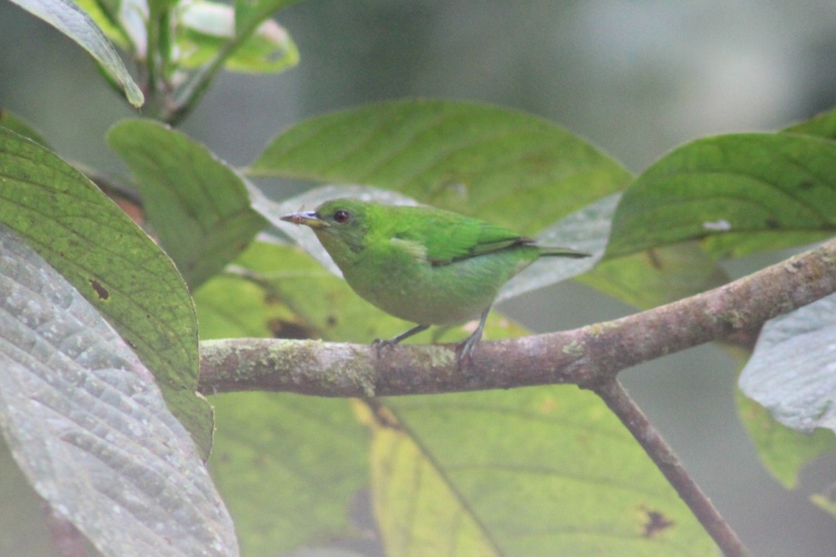 Green Honeycreeper - ML622290239