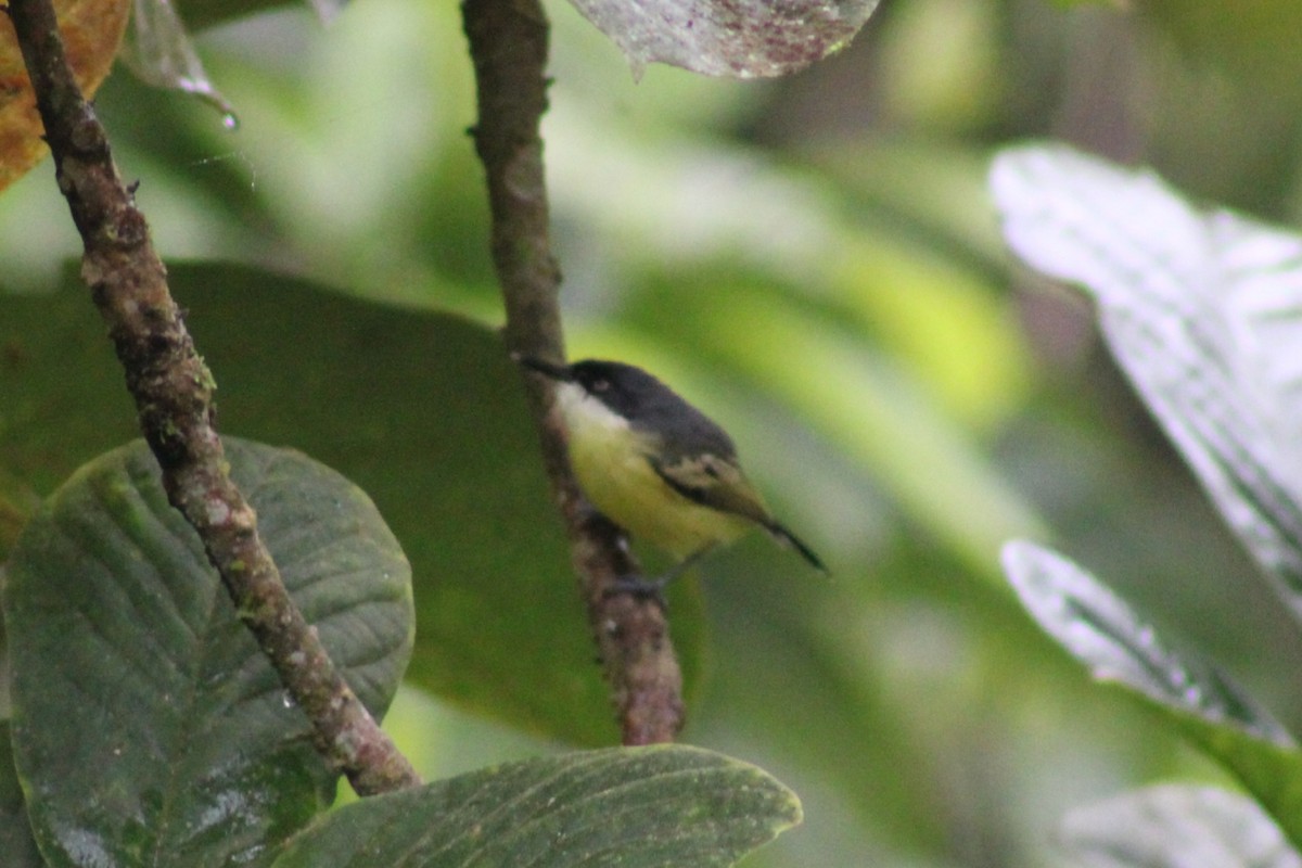 Blue-gray Tanager - ML622290251