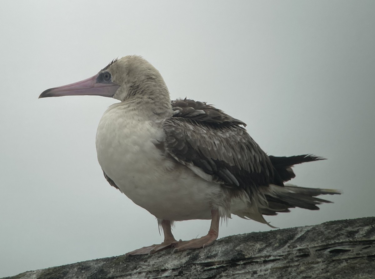 Red-footed Booby - Bill Shelmerdine