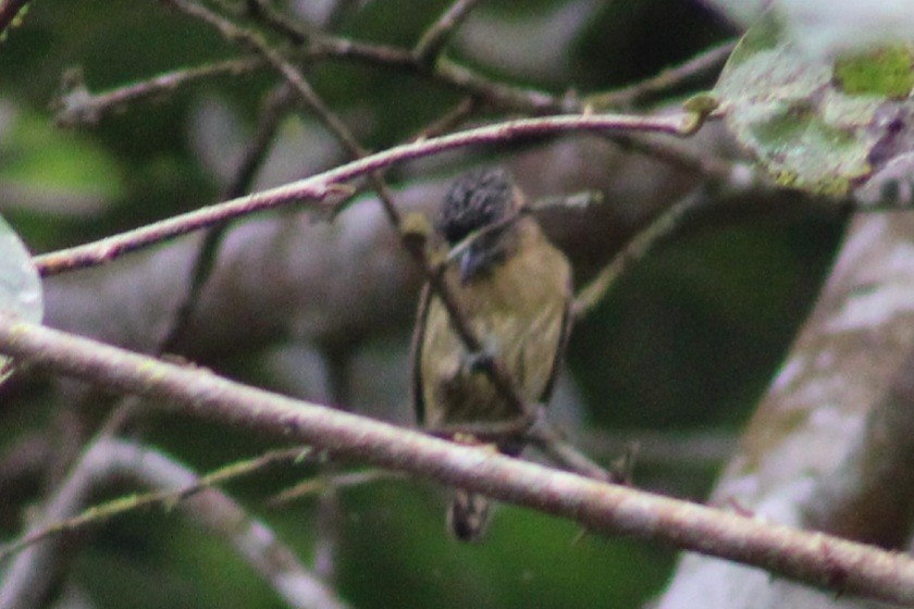 Olivaceous Piculet - ML622290280