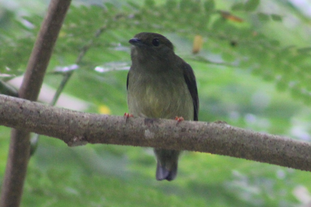 White-bearded Manakin - ML622290288