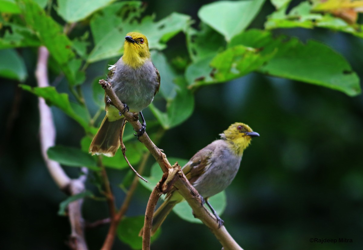 Yellow-throated Bulbul - ML622290293