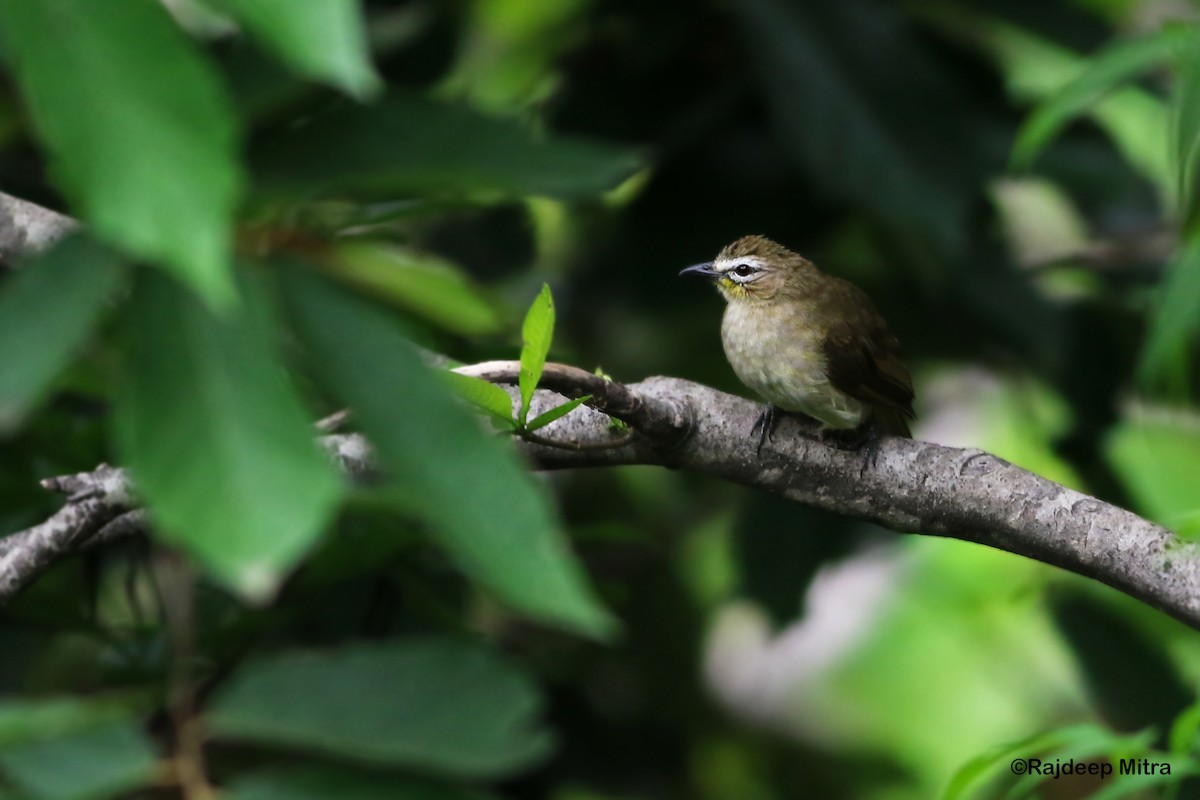 White-browed Bulbul - ML622290294