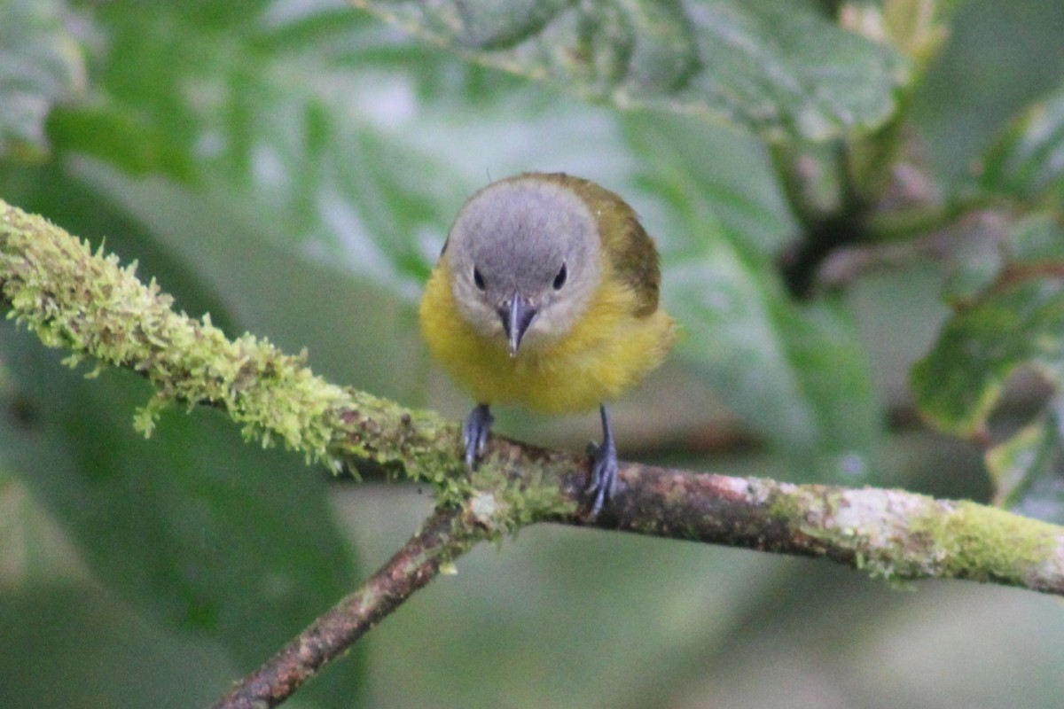 White-shouldered Tanager - ML622290310