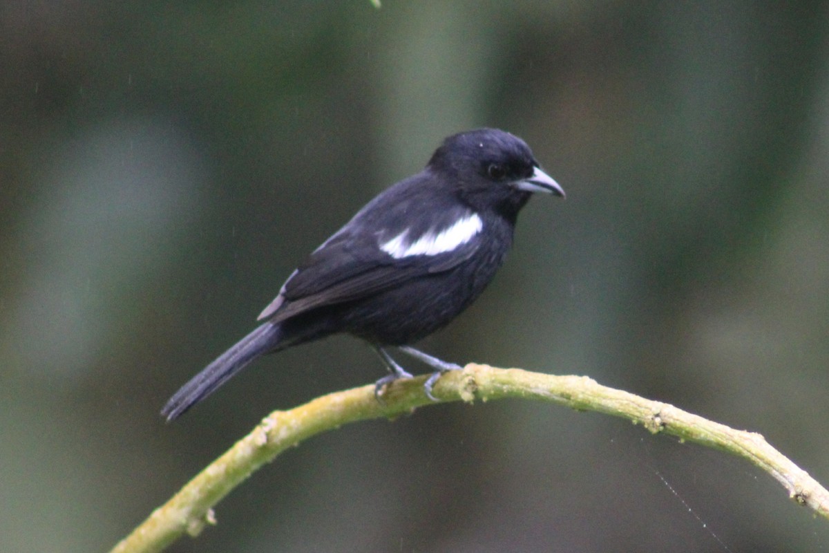 White-shouldered Tanager - David Weaver