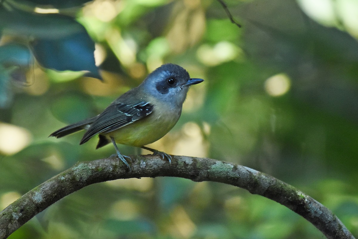 Plain Antvireo - ML622290348