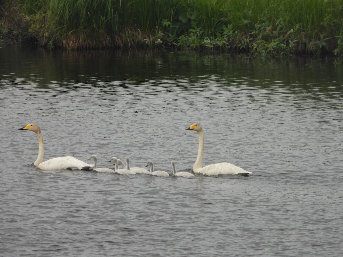 Whooper Swan - ML622290363