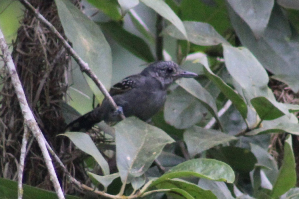 Black-crowned Antshrike - ML622290374