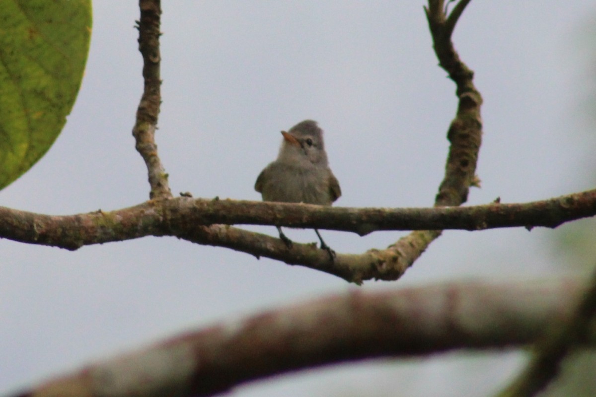 Southern Beardless-Tyrannulet - ML622290381