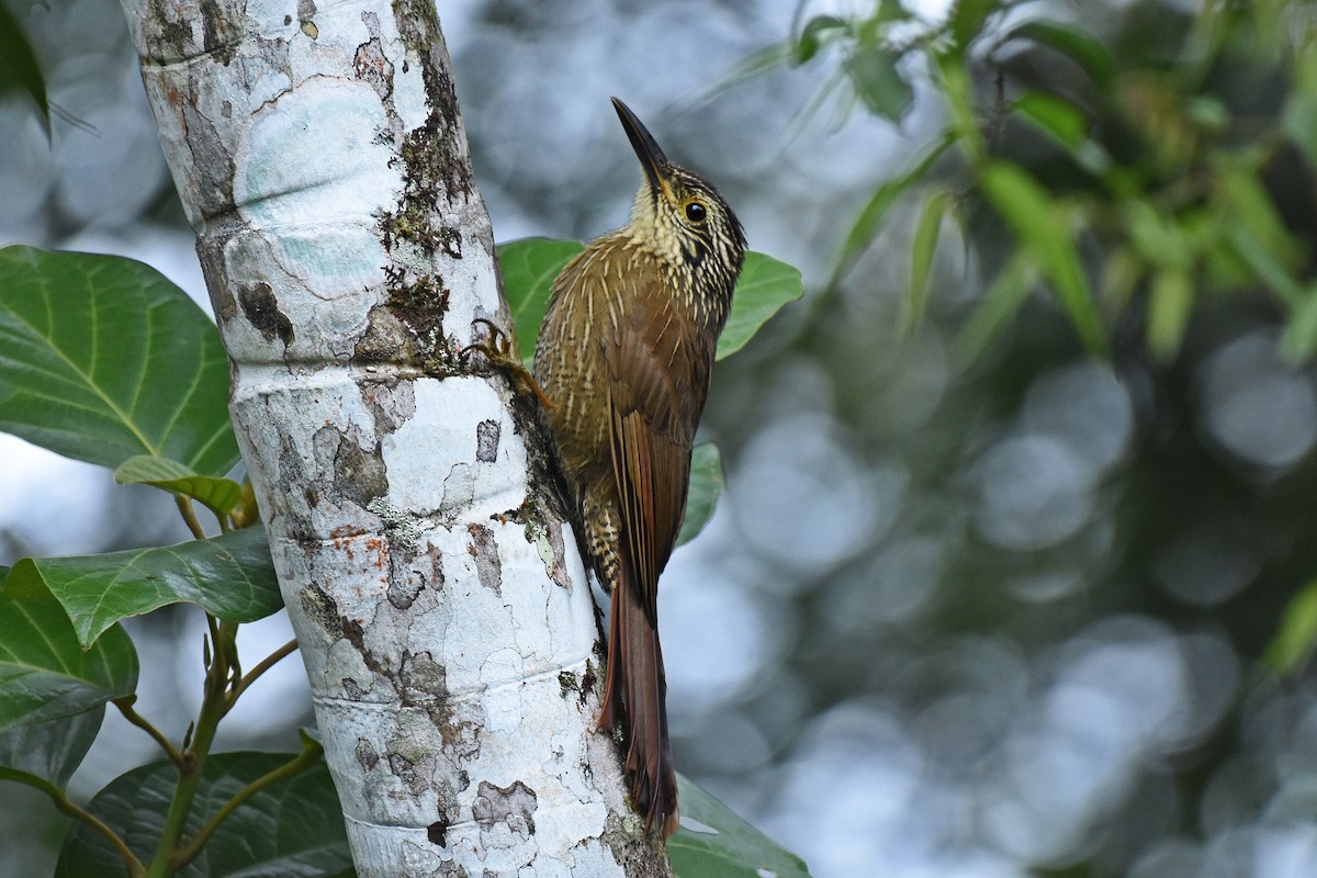 Planalto Woodcreeper - ML622290389