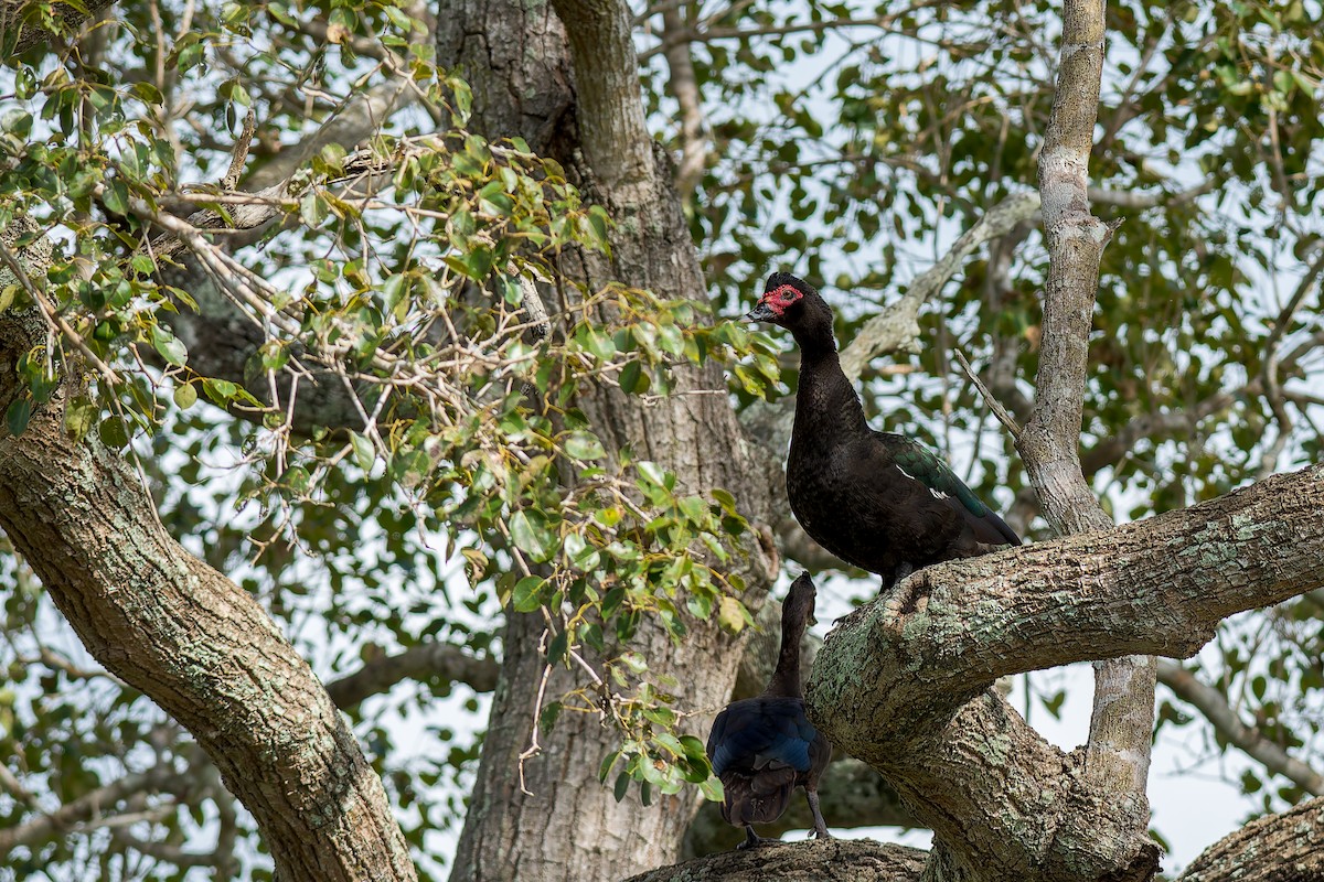 Muscovy Duck - Marcelo  Telles