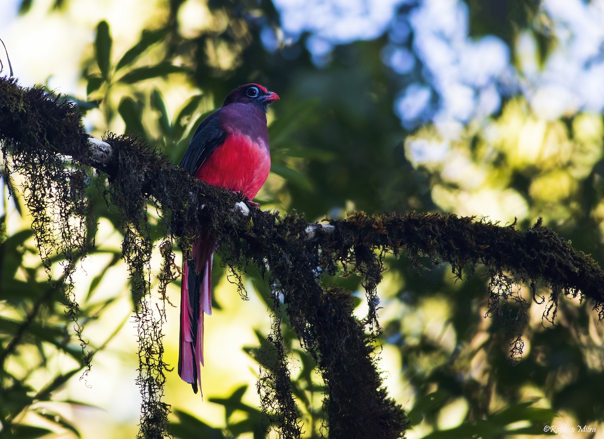 Ward's Trogon - ML622290402