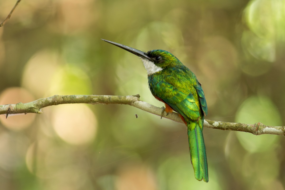 Rufous-tailed Jacamar - ML622290432