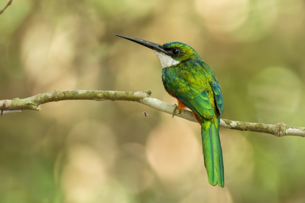 Rufous-tailed Jacamar - ML622290433