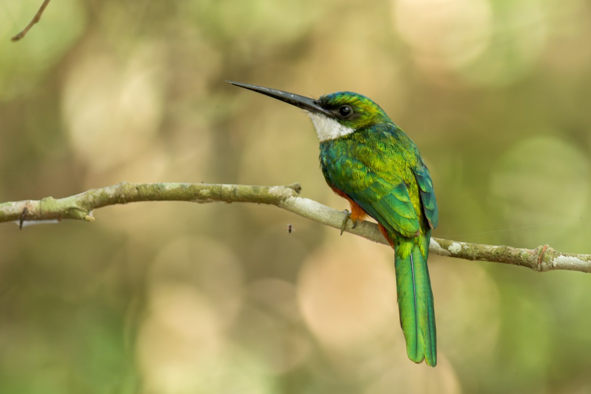 Rufous-tailed Jacamar - Marcelo  Telles