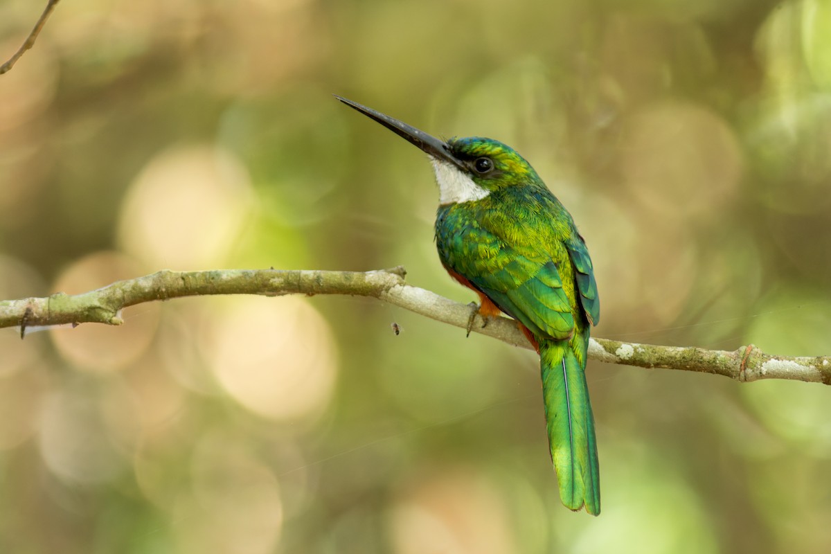 Rufous-tailed Jacamar - Marcelo  Telles