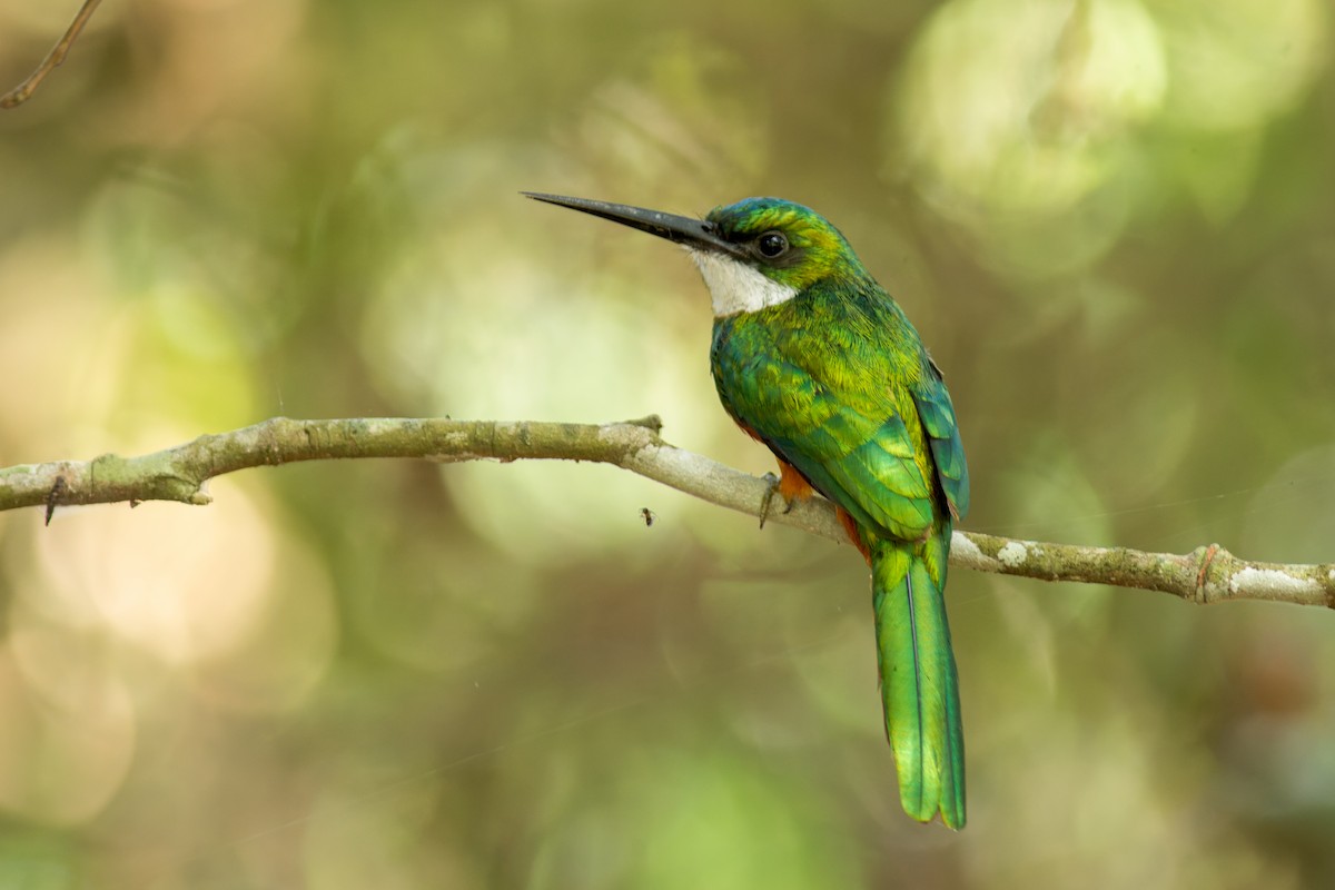 Rufous-tailed Jacamar - ML622290436