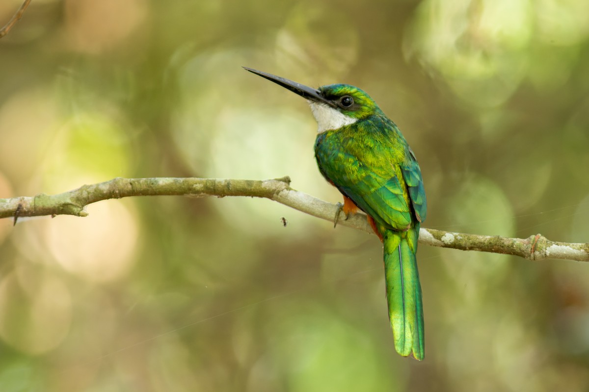 Rufous-tailed Jacamar - ML622290437