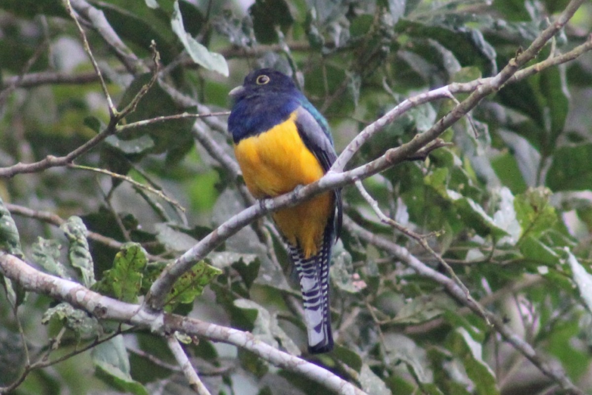 Gartered Trogon - David Weaver