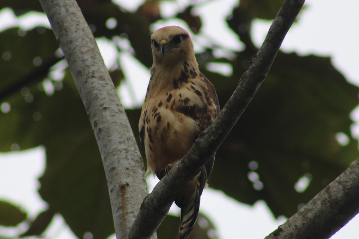 Laughing Falcon - ML622290457